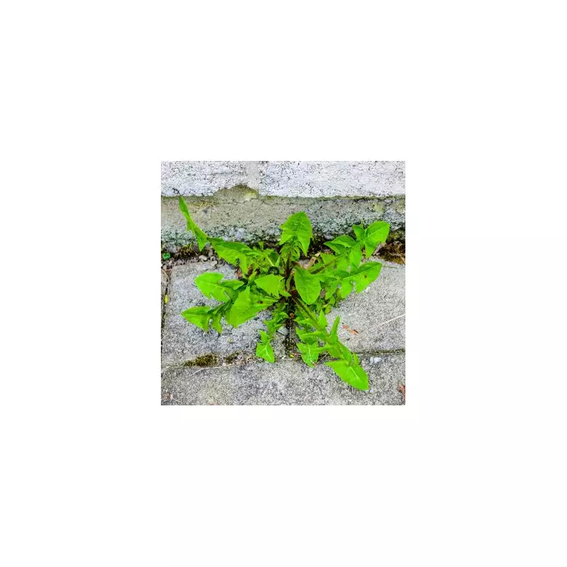 10 Genius Ways to Banish Weeds from Your Patio and Driveway for Good