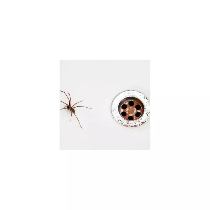 10 Natural Ways to Keep Spiders Out of Your Home Without Harming Them