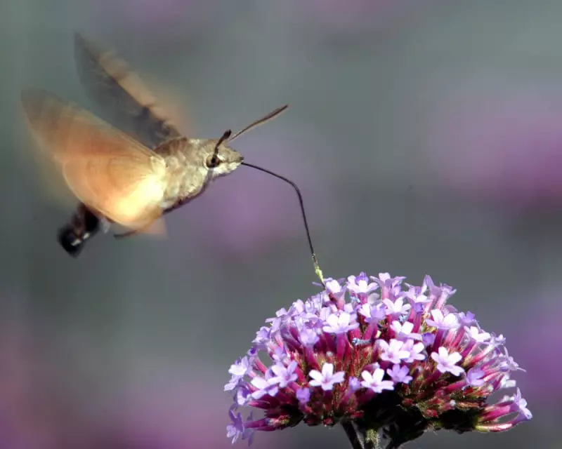 A Peachy Surprise: Exotic Fruit Thrives Outside a UK Co-op