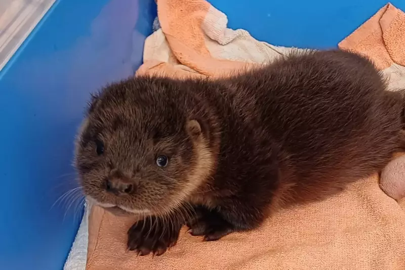Adorable Otter Cub Rescued from Flamingo Enclosure at Colchester Zoo