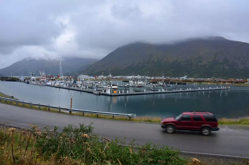 Alaska Communities Unite to Protect Beloved Local Moose from Highway Dangers