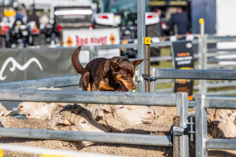 Australian Sheep and Wool Show 2025 in Bendigo: A Visual Feast of Rural Heritage