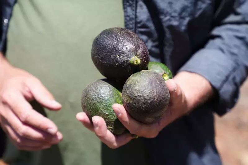 Avocados: The Instagram-Fueled Obsession That's Taking Over Social Media