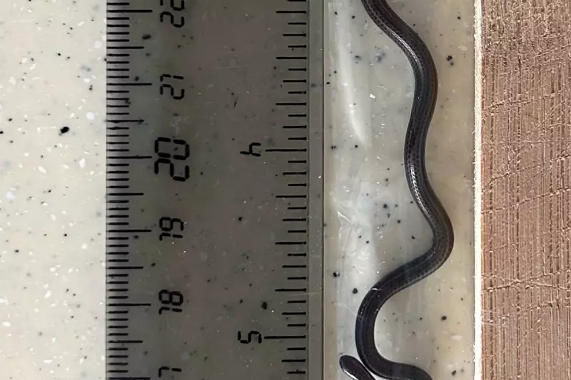 Barbados Braces for Rare Volcanic Ash Threat from Caribbean Eruption