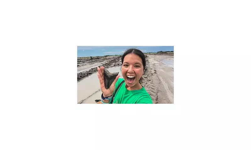 Beachcomber Stumbles Upon Enormous Prehistoric Tooth – Could It Belong to a Megalodon?