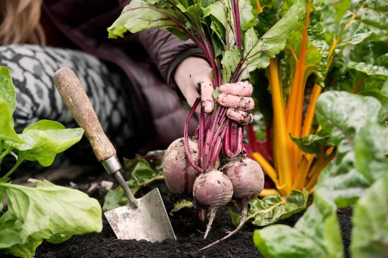 Beetroot Juice Could Lower Blood Pressure in Over-60s, Study Finds