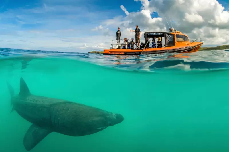 Best UK Family Nature Holidays: Kayaking, Stargazing & Whale Watching Adventures