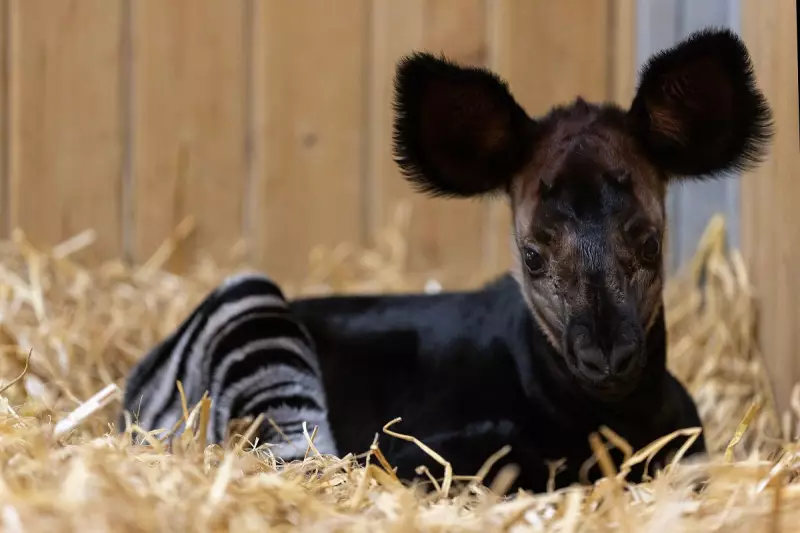 Bristol Zoo's Rare Okapis Join Global Conservation Effort to Save Endangered Species