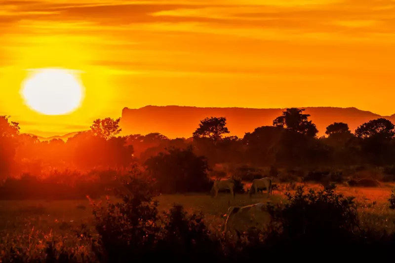 Budget Safari in Brazil: How to Explore the Pantanal Without Breaking the Bank