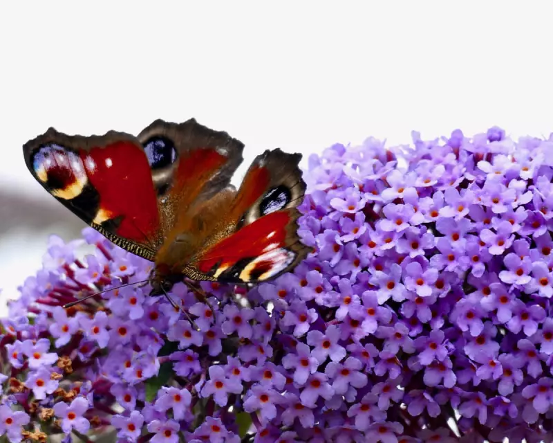 Butterfly Boom: UK's Summer Sees Surge in Butterfly Numbers