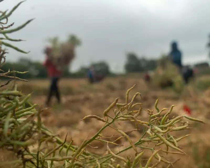 California Farm Workers Targeted in Controversial ICE Raids: What You Need to Know