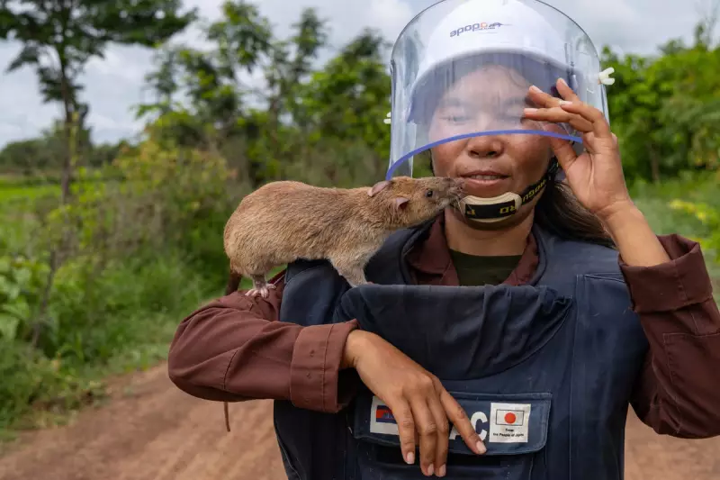 Cambodia's Heroic Rats: How African Pouched Dogs Are Saving Lives in Siem Reap