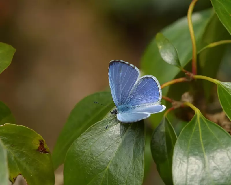 Capture the Beauty of Summer Butterflies: Share Your Sightings with Us!