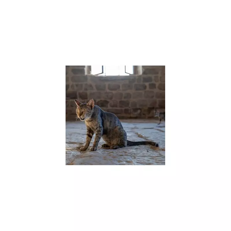 Cat Owners Beware: A Simple Sneeze Could Signal a Deadly Disease