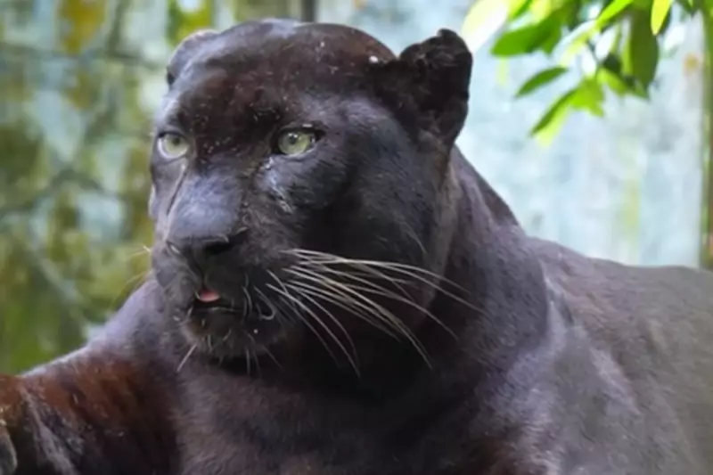 Chonky Leopard Spotted in Malaysia: Viral TikTok Sensation Captures Hearts Worldwide