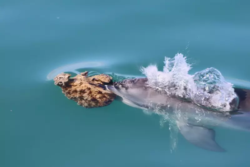 Clever Dolphins Use Sponges as Tools to Hunt Fish in Groundbreaking Discovery