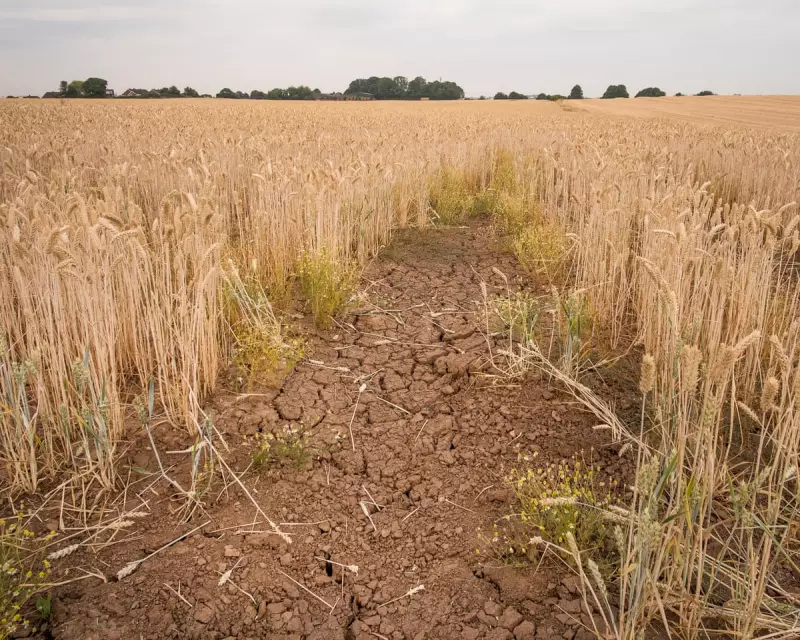 Climateflation Threat: UK Food Prices May Soar Over 35% by 2050, Warns New Report