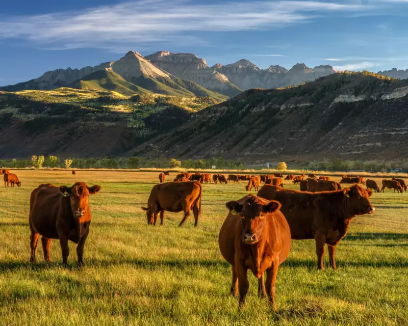 Could US Beef Soon Hit Australian Shelves? Why Trump Is Cheering