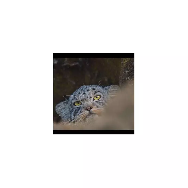 Critics Rave: 'Transcendently Beautiful' Film Scores Perfect Rotten Tomatoes Rating