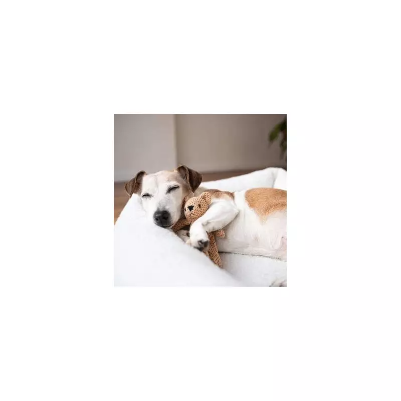 Dog Owners Stunned by Hidden Meaning Behind Their Pet's Tail Wagging