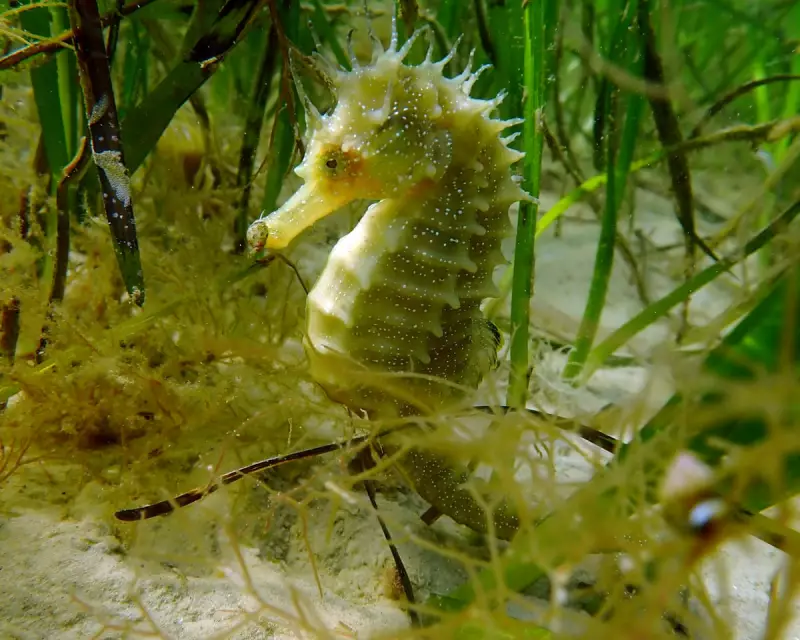 Dorset Divers Delight in Spectacular Seahorse Surge This Summer