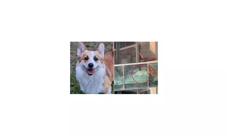 Dramatic Balcony Rescue: Heroic Neighbours Save Corgi Trapped on Melbourne High-Rise