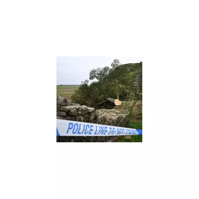 Drunken Stunt at Sycamore Gap Costs Two Men Over £600,000 – What Happened?