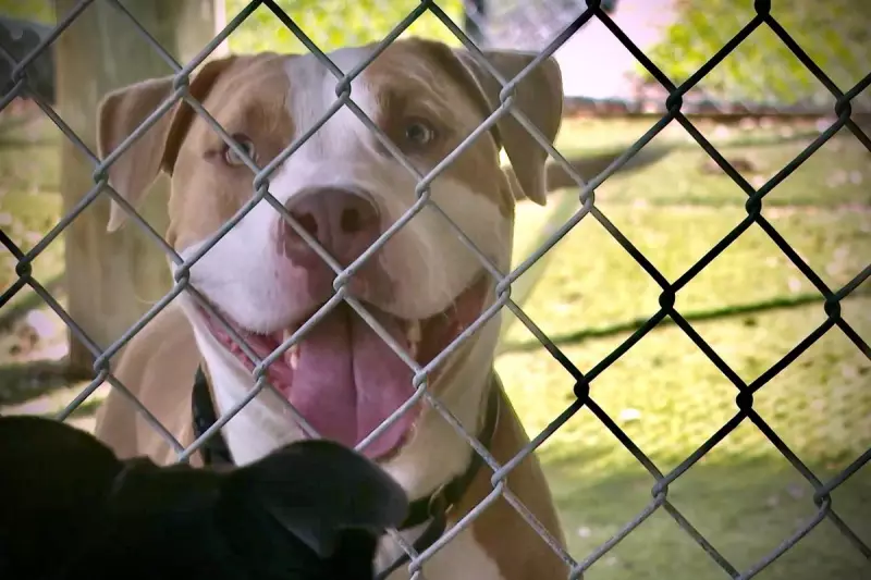 Escaped Zebras and Camels Cause Chaos in Florida Neighbourhood