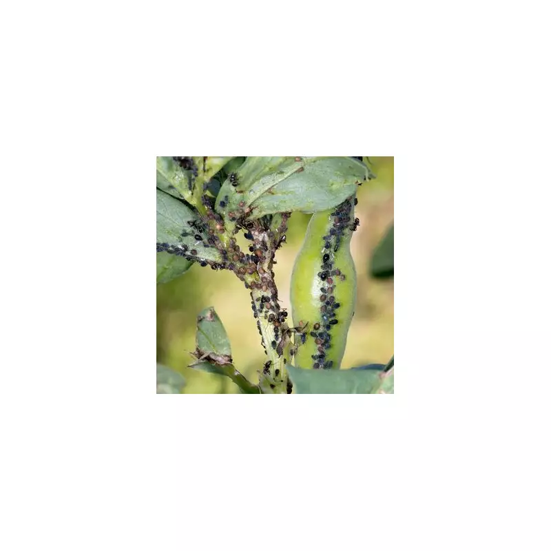 Essential Gardening Alert: The One Vegetable You Must Harvest Now to Avoid Disaster