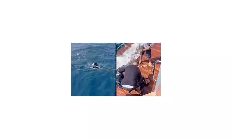 Exhausted Migrant Rescued from Strait of Gibraltar Using Only Flippers and a Rubber Ring