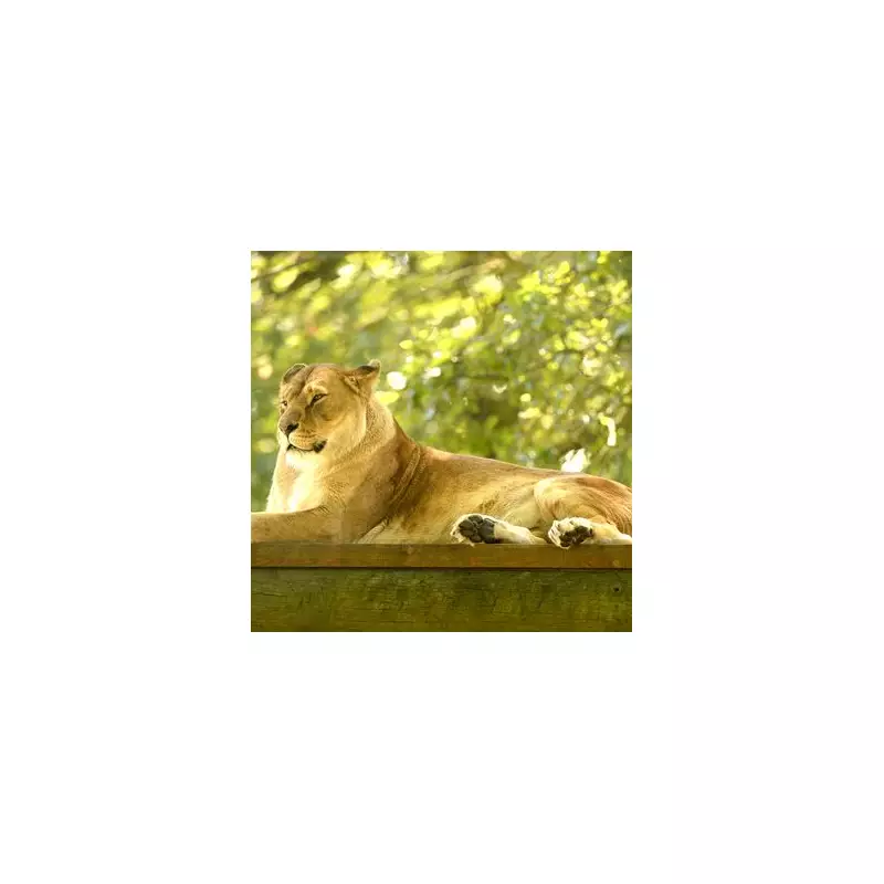 Experience a Wild Adventure at the UK's Only Drive-Through Safari Park