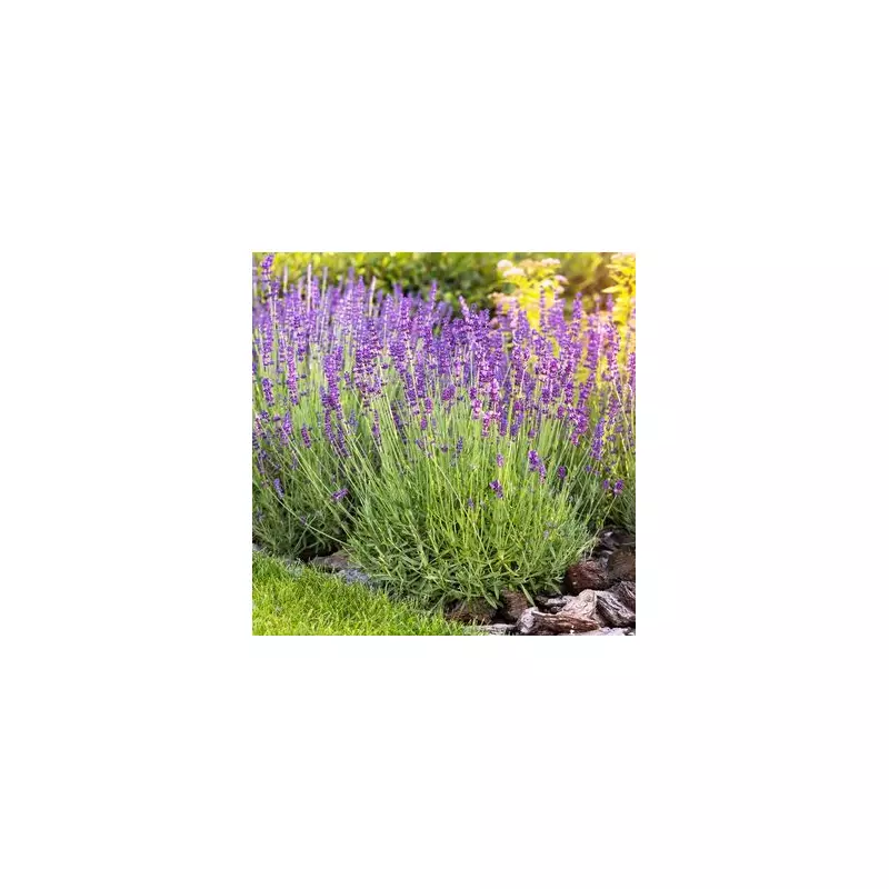 Expert Guide: How to Prune Lavender Plants for Lush Growth and Fragrance