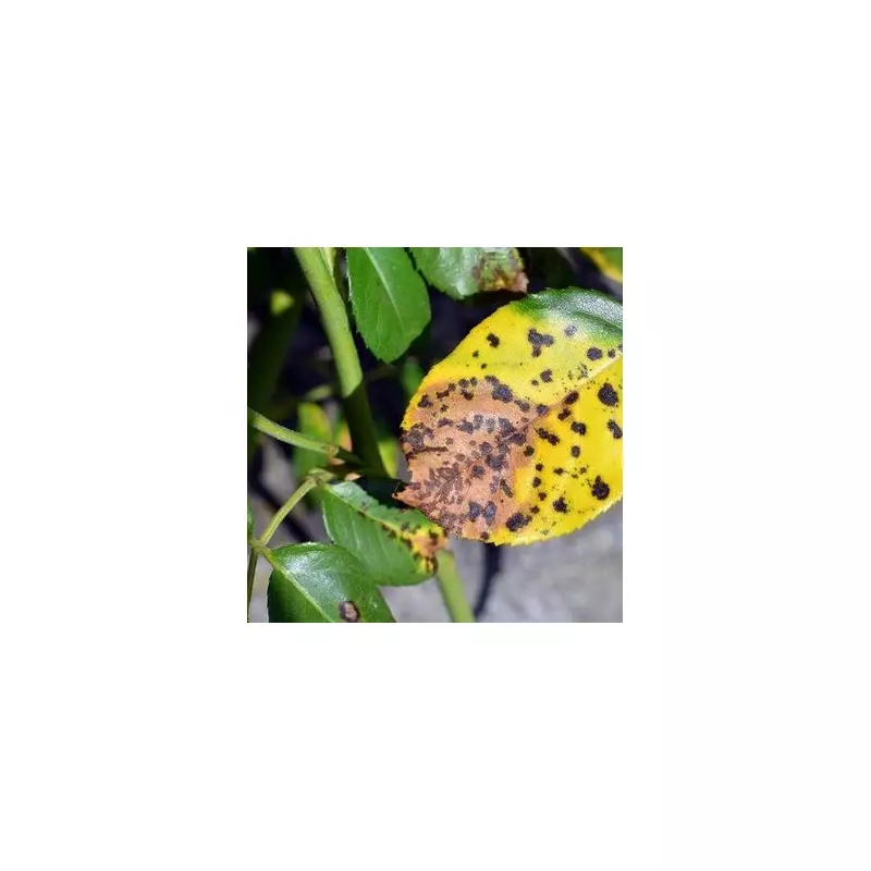 Expert Tips to Prevent Black Spot Disease on Roses – Keep Your Garden Blooming!