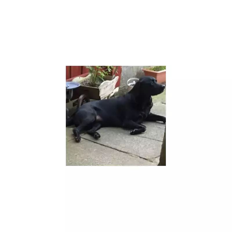 Family Devastated as Beloved Dog Dies After Being Left in Hot Car During UK Heatwave