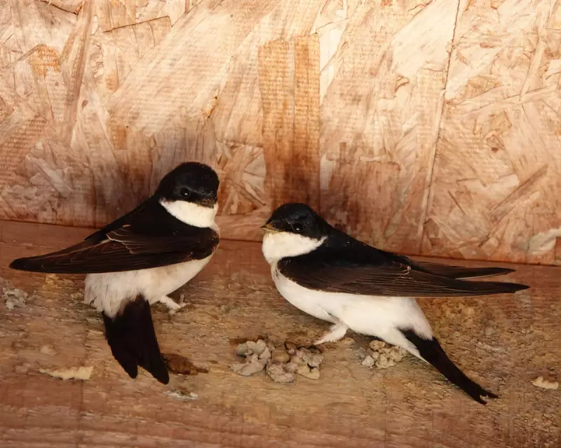 Feathered Nomads: How Birds Adapt Their Homes to Food Sources