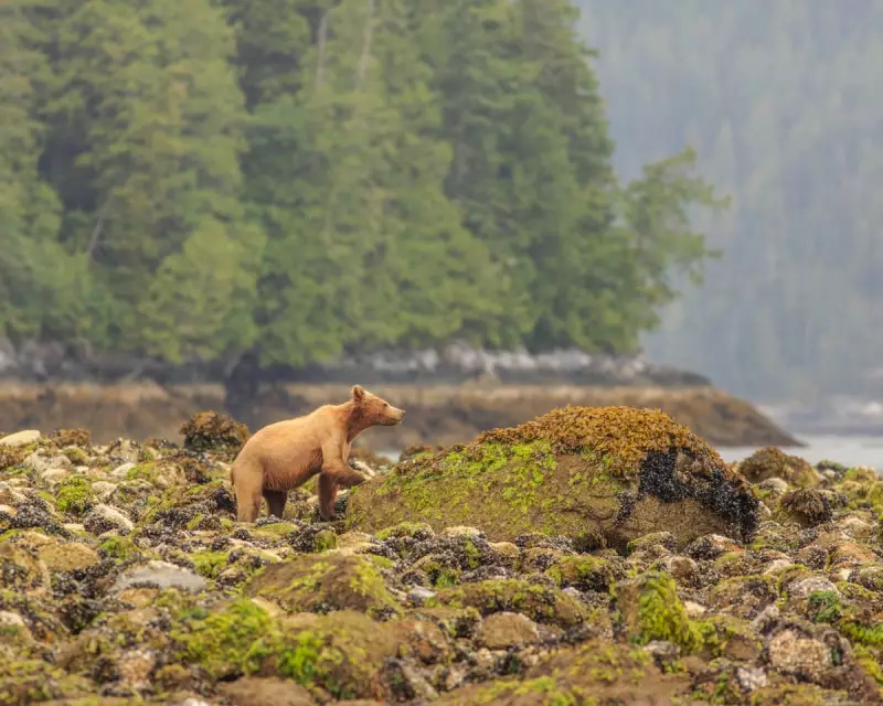 First Nations Community Forced to Shoot Grizzly Bear on Texada Island, Canada