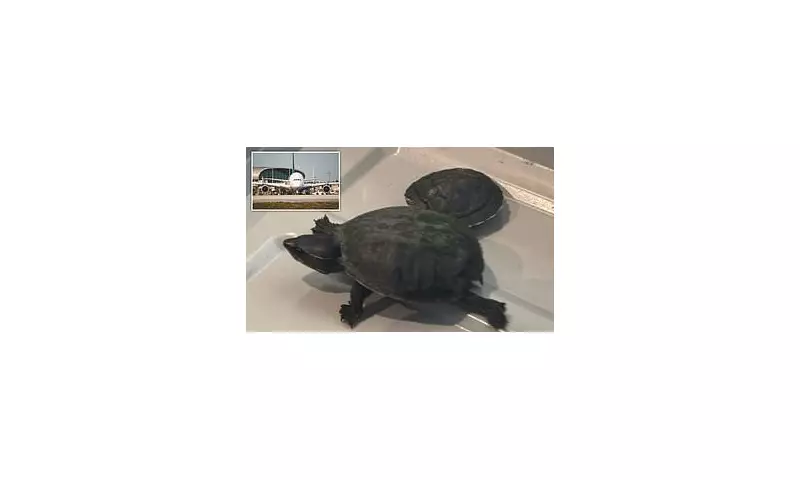 Florida Woman Caught Smuggling Live Turtle in Her Bra at Airport – TSA Shocked!