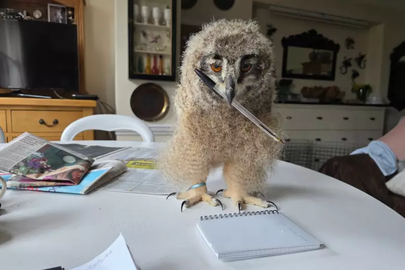 Frieda Hughes’ Heartwarming Poem Chronicles the Journey of Raising an Owl Chick