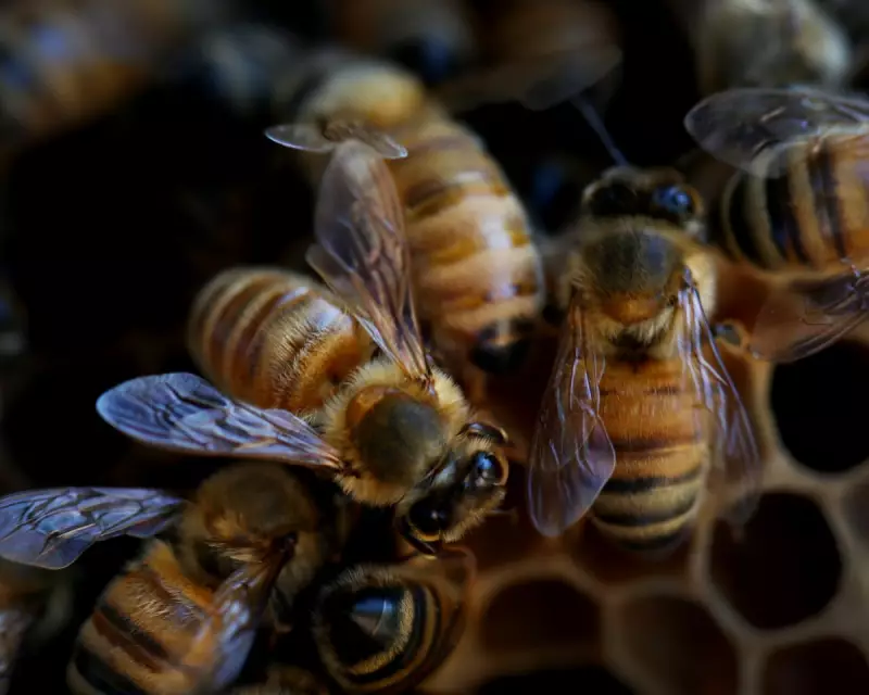 From Fear to Fascination: How 30,000 Bees Transformed My Home and Mind