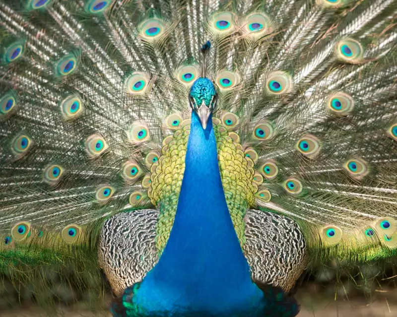 From Rubbish to Radiance: How a Unique Dump Sparked Joy with Order and Peacocks