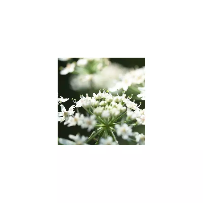 Gardeners Beware: 5 Common Plants That Could Wreck Your Garden