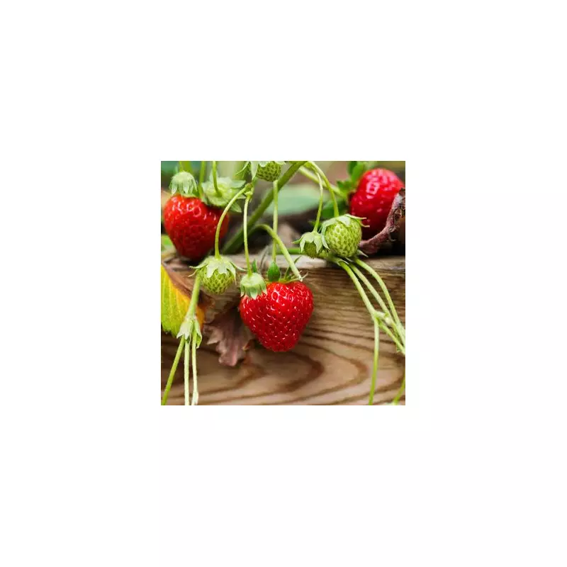 Gardeners, Beware! The One Strawberry Plant Rule You Must Follow for a Bumper Crop