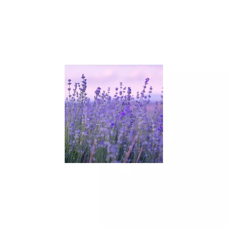 Gardener's Genius Lavender Hack: Revive Wilting Plants Instantly!