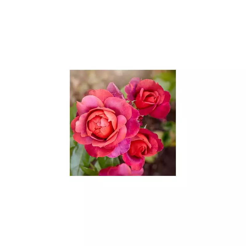 Gardeners Warned: Do This One Job Now to Protect Your Plants from Frost