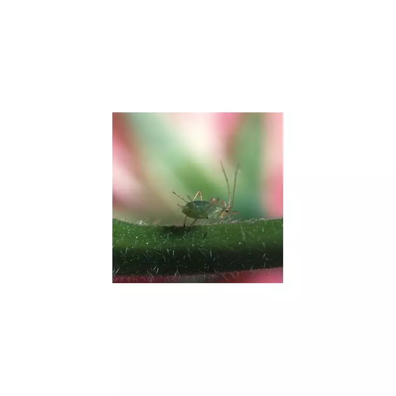 Gardeners Warned: Spray Fruit Trees Now to Avoid Costly Mistakes