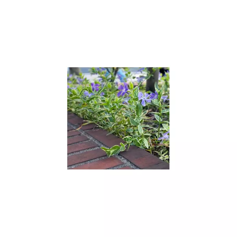 Gardening Enthusiast Transforms Dull Border into Stunning Floral Paradise with £1 Shop Bargains