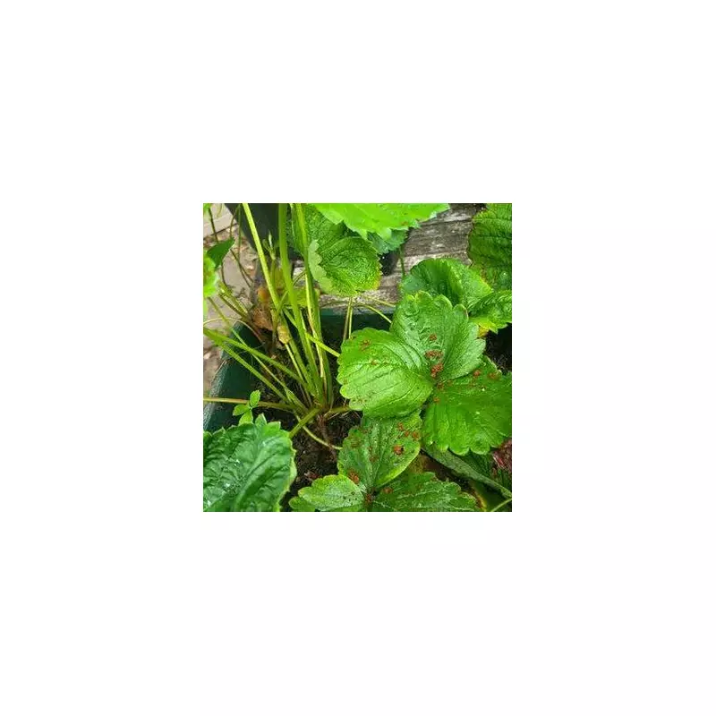 Gardening Hack: Why You Should Pour Coffee Straight Into Your Plants