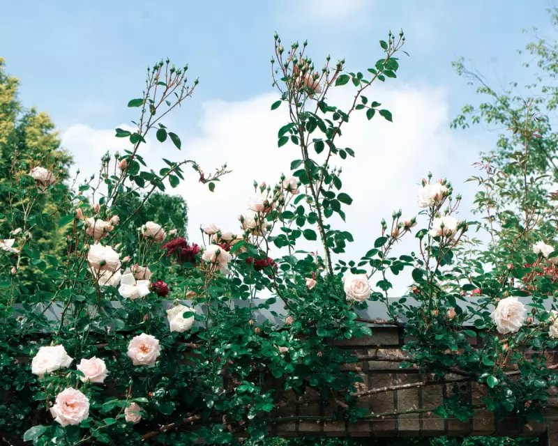 Georgi Gospodinov’s 'Death and the Gardener': A Haunting Meditation on Loss and Memory