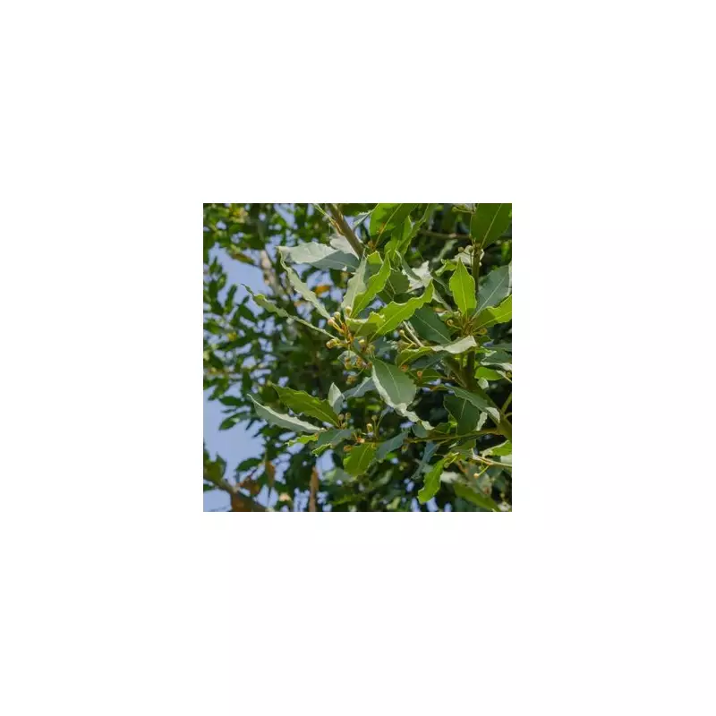 Giant Evergreen Bay Bush for Sale: A Gardener's Dream at Just £12.99!