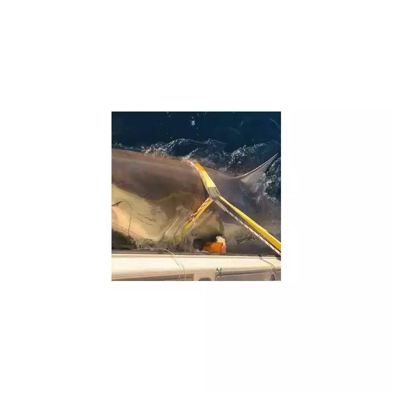 Giant Great White Shark 'Deep Blue' Spotted Near Hawaii – Is She the Biggest Ever Recorded?